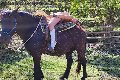 Foto Tentazioni Escort Chiavari Karyna - 50